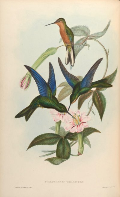 Pterophanes temmincki = Pterophanes cyanopterus - John Gould